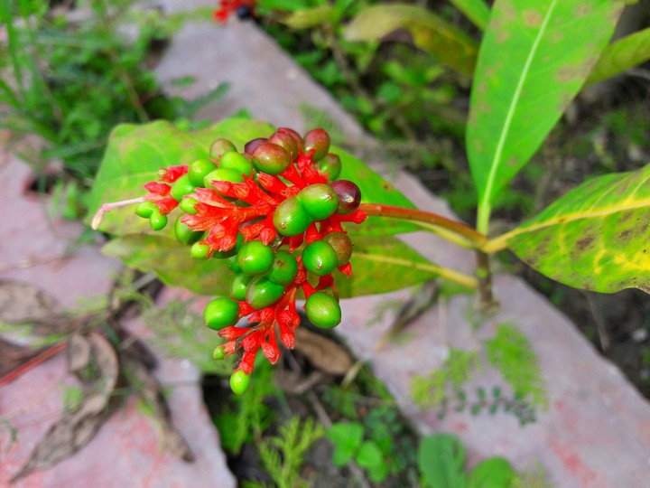 beautiful plant