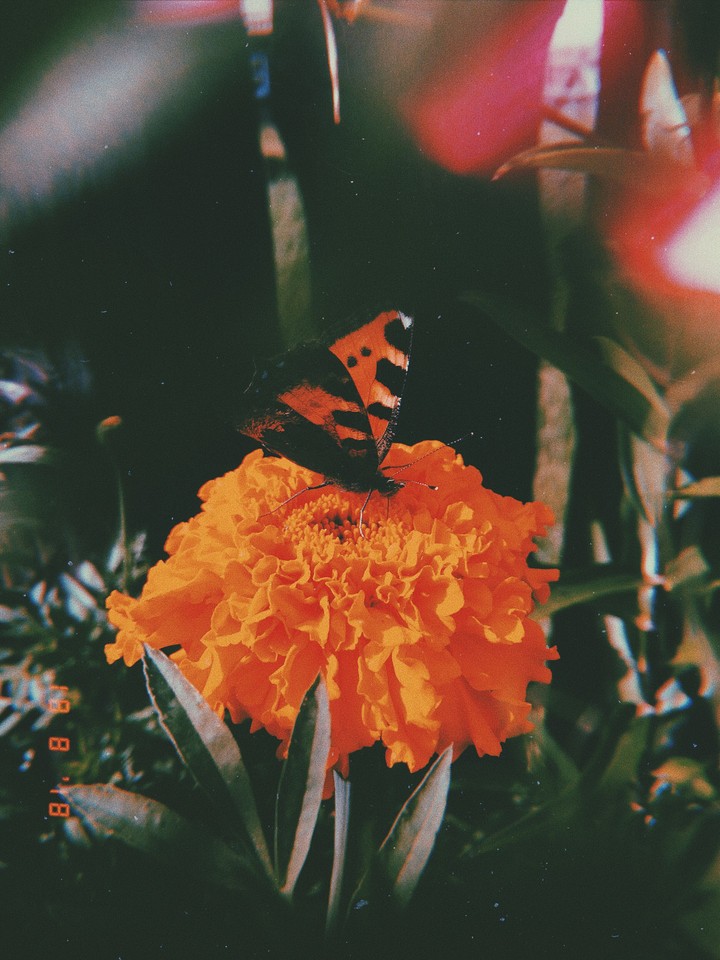 butterfly on flower