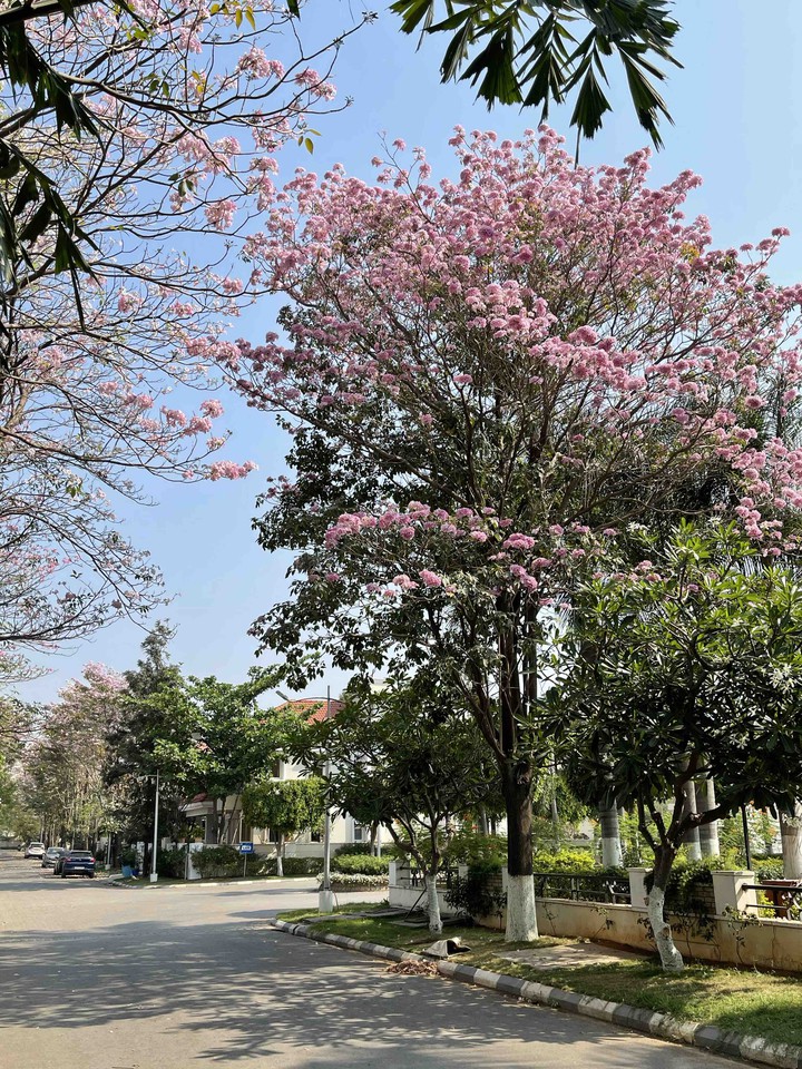 spring blooms