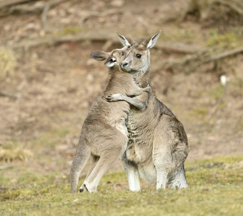 marsupial, macropodidae वॉलपेपर