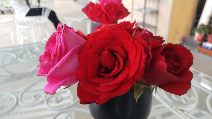 Saigon Rose