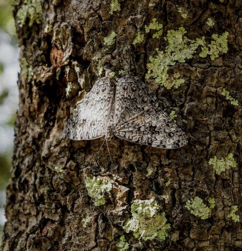 insect, organism壁紙