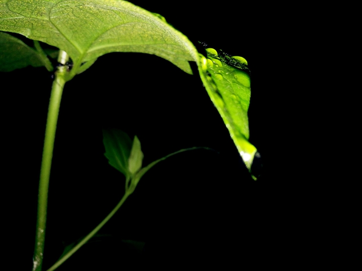 Green # ☔  