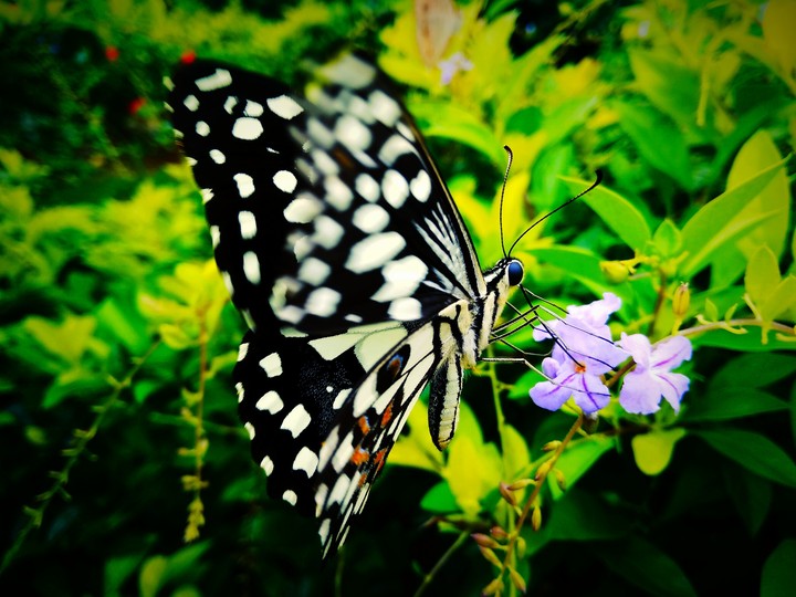 nature