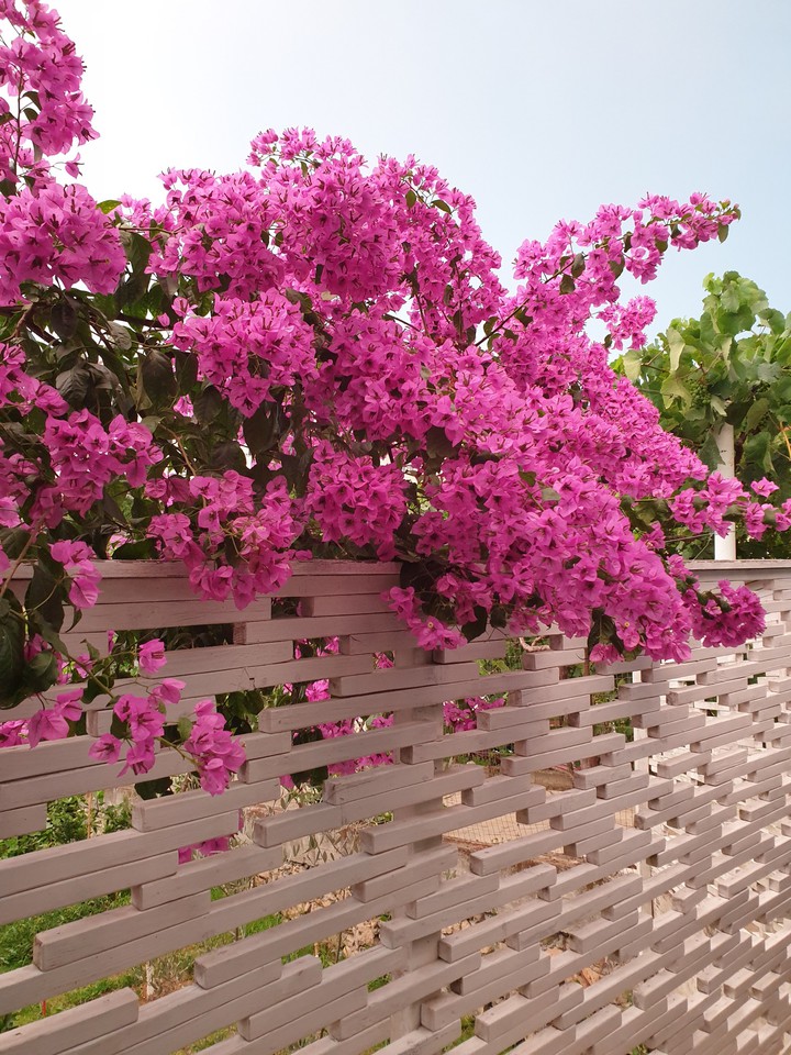 my garden