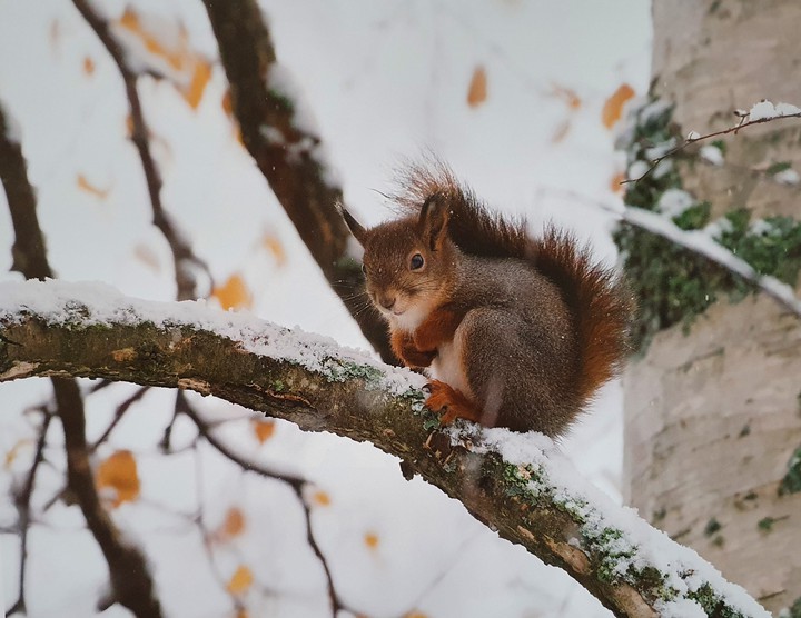 Eichhörnchen