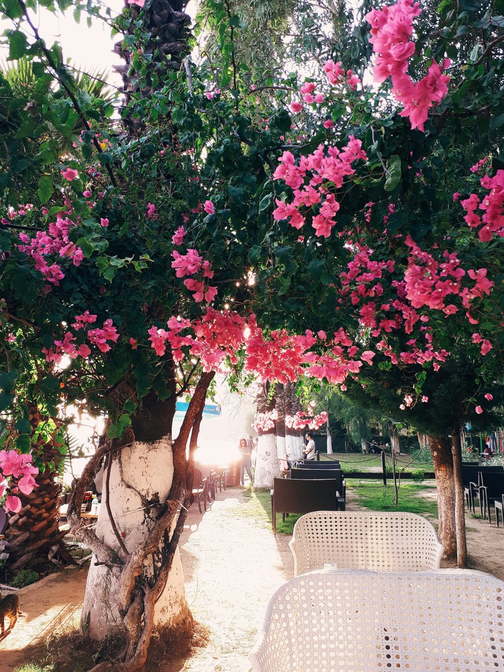 Flowers
