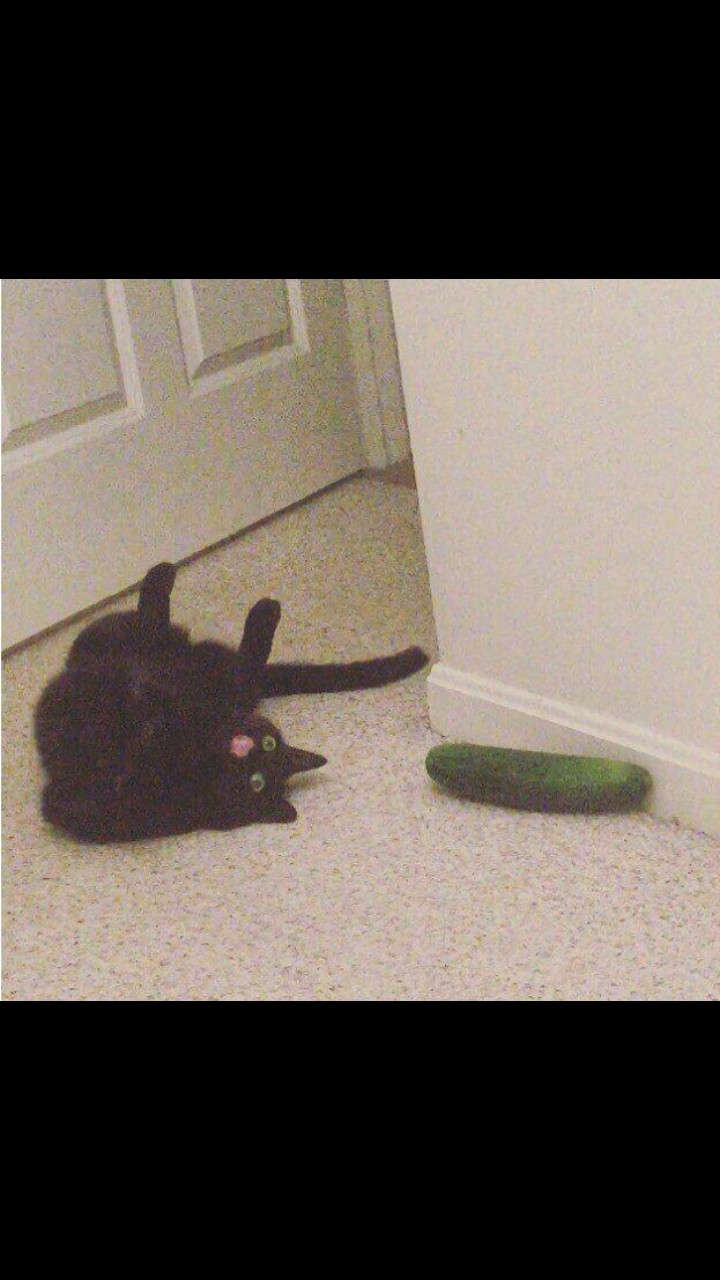 cat funny