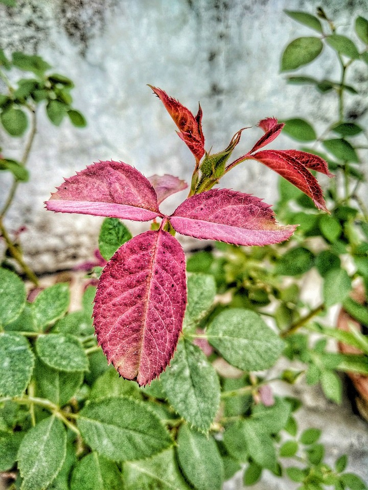 red leaf