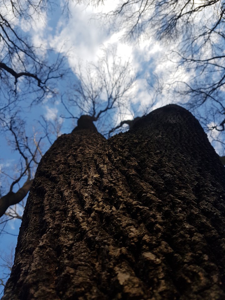 Big tree!!