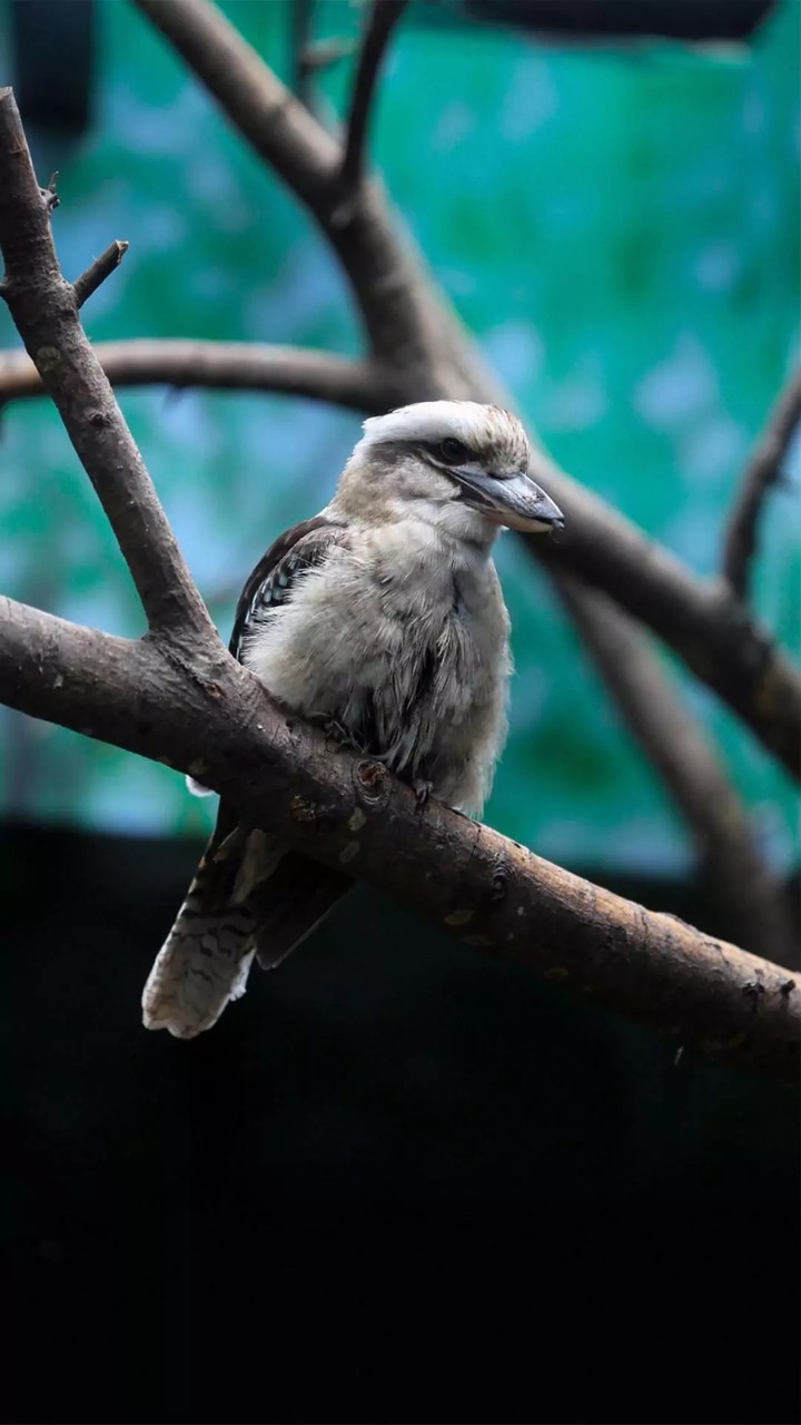 Kookaburra...