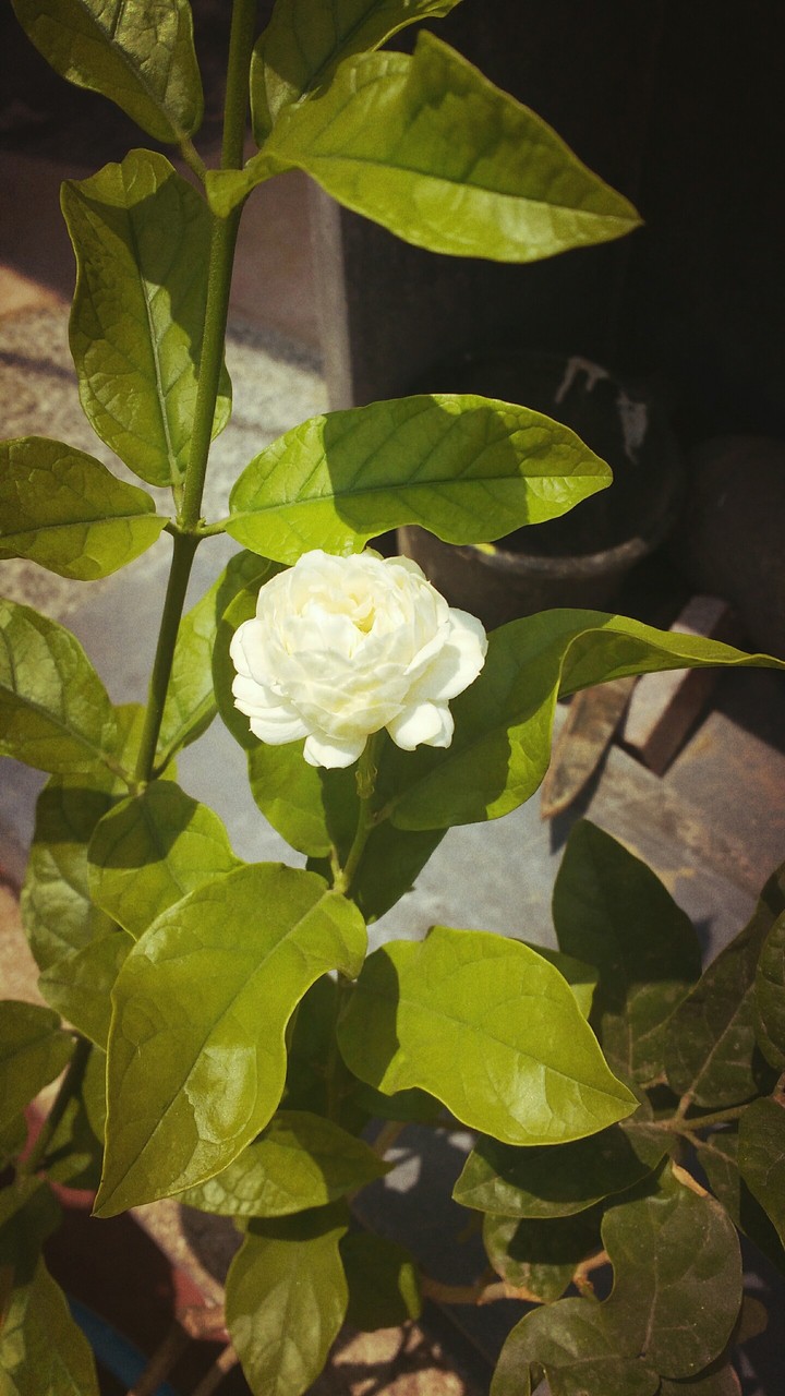 Flower