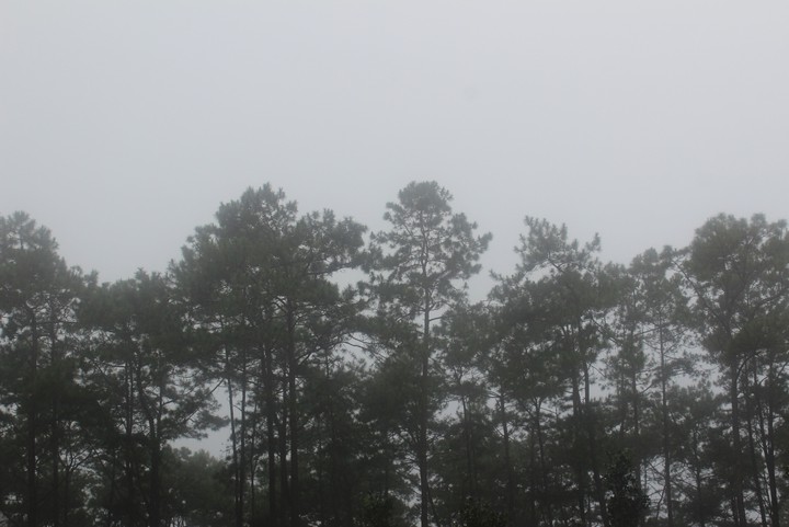 pine and fog
