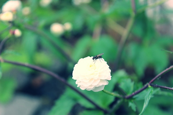 White rose