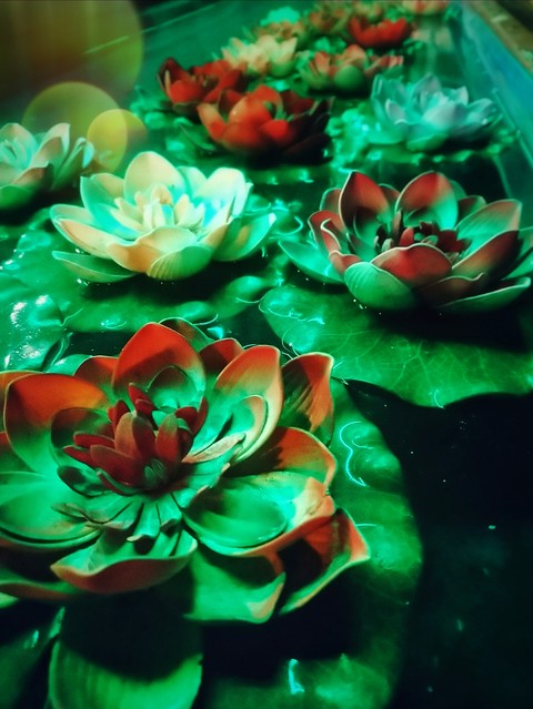 Water lily...