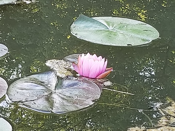 수련