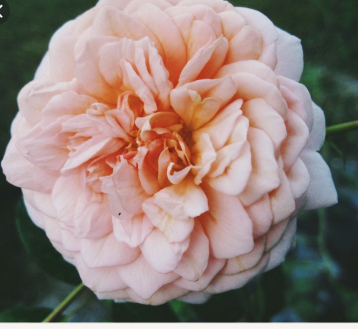 a beautiful ?