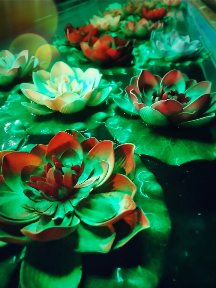 Water lily...