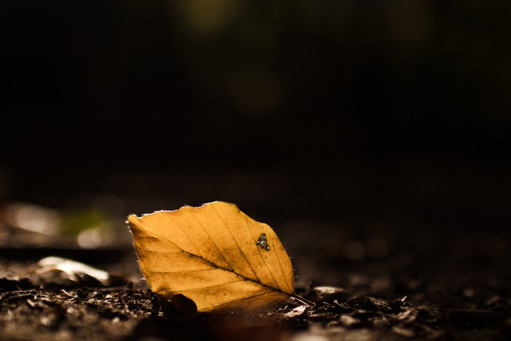 leaf in the woods