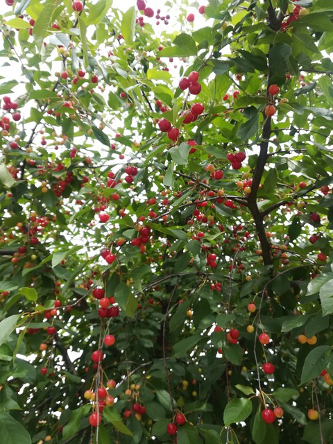 Cherry