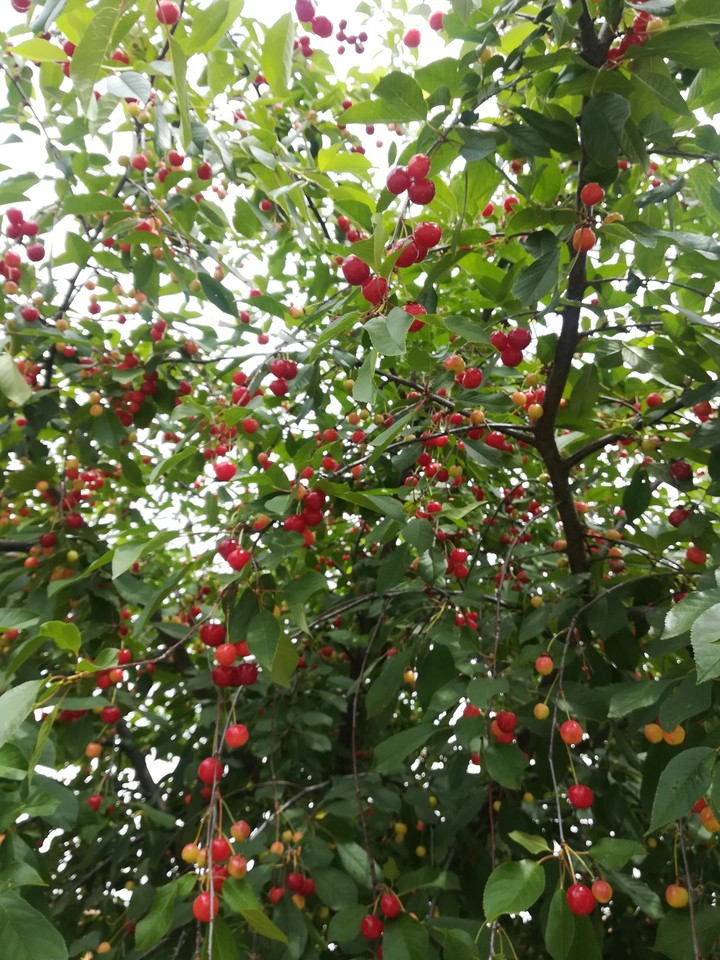 Cherry