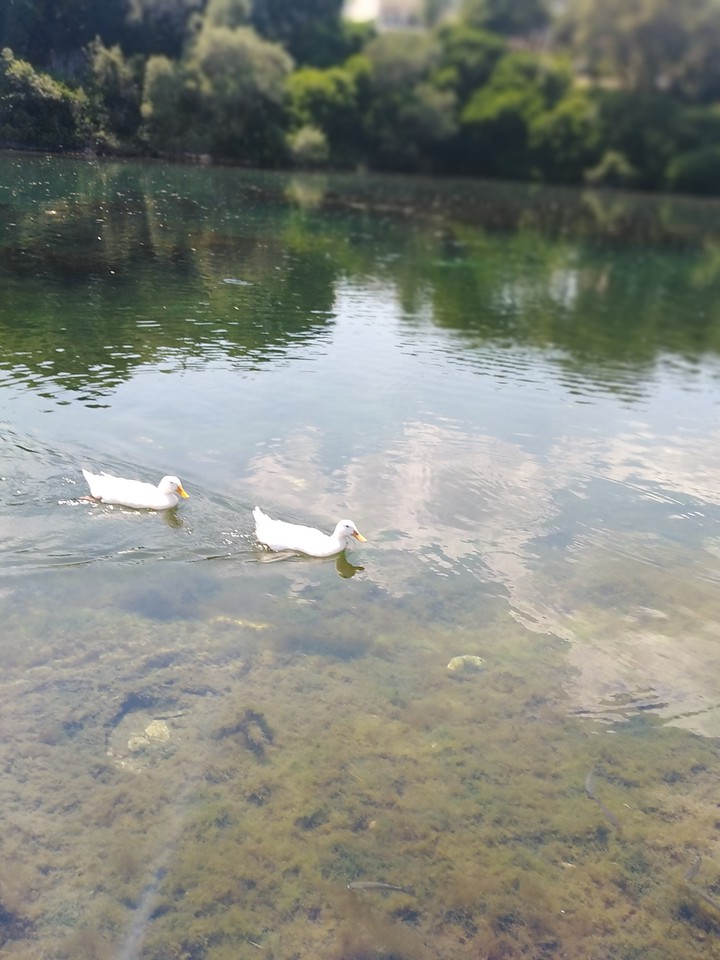Ducks ?