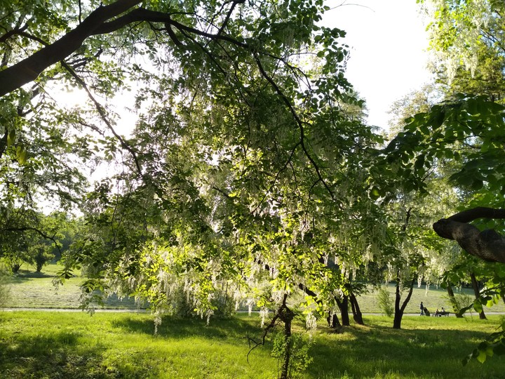 Spring