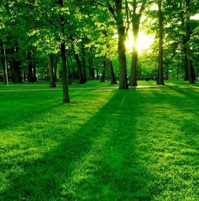 green forest