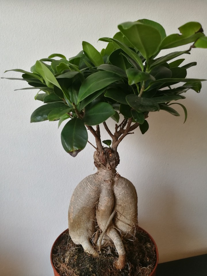 Ficus Ginseng