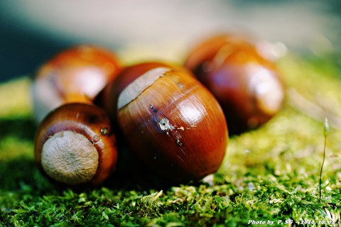 hình nền Chestnut, buckeye