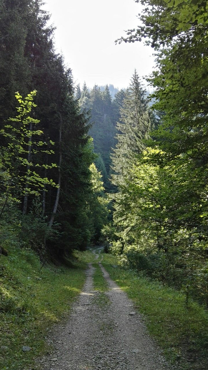 forest trail