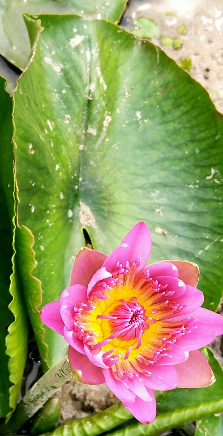 lotus