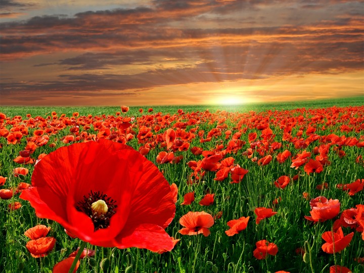fliwers