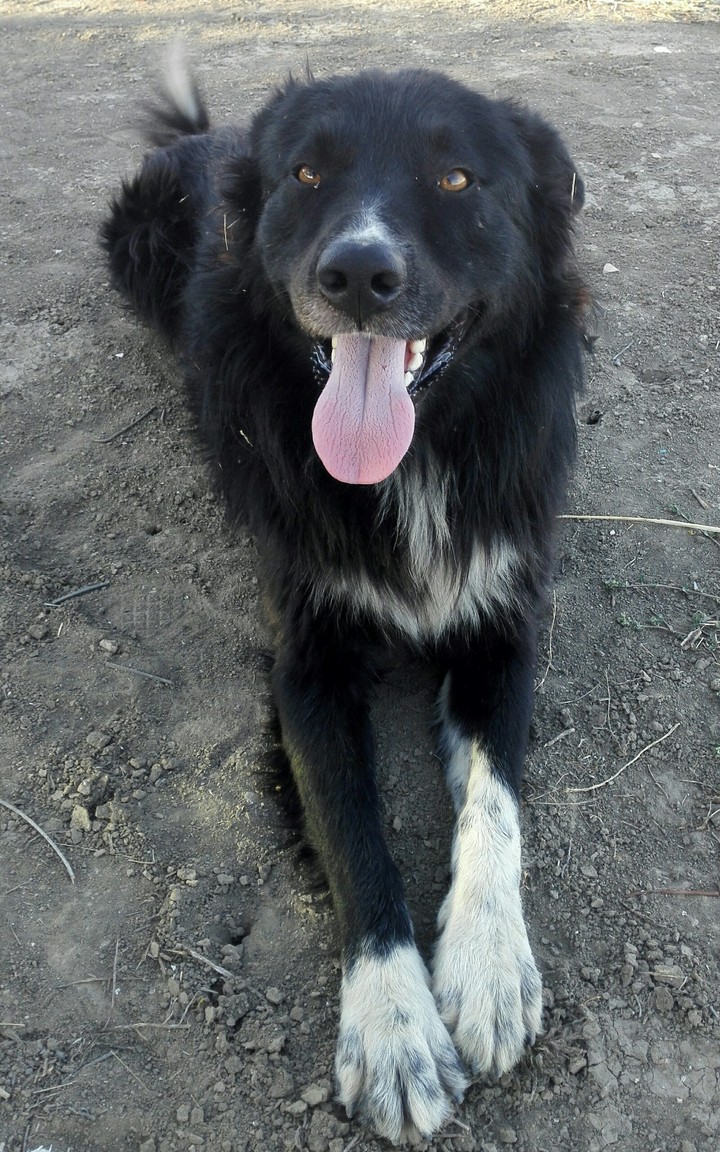 olly