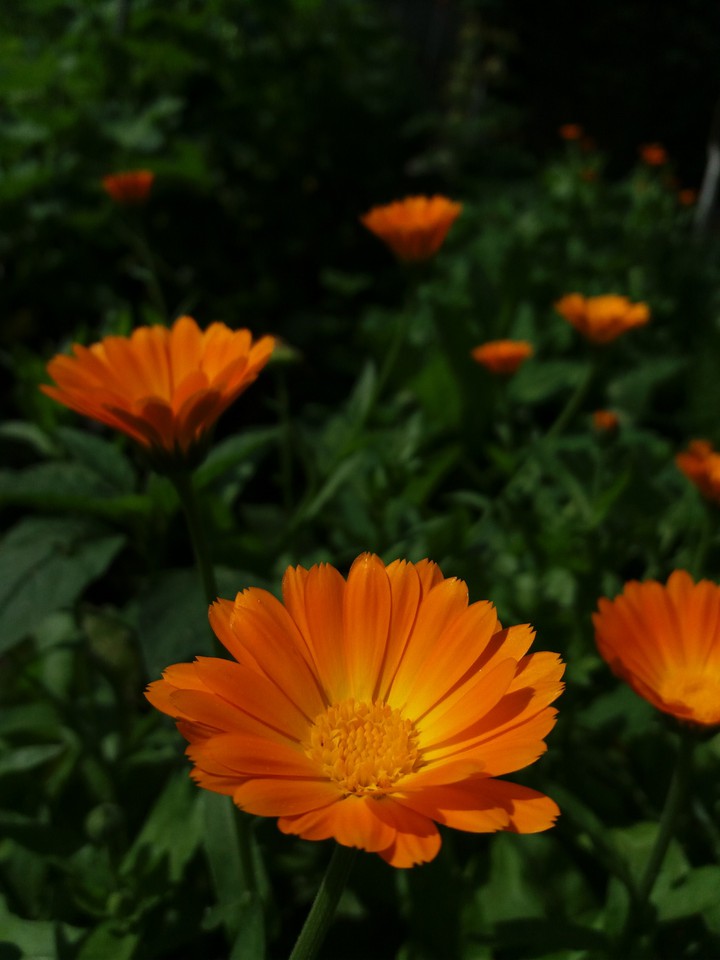 Orange orange flowers