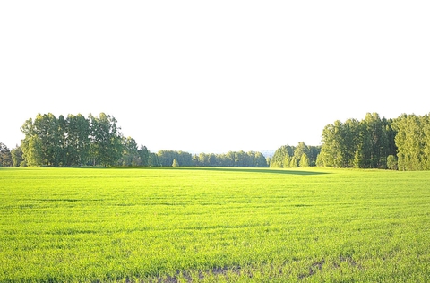 поле