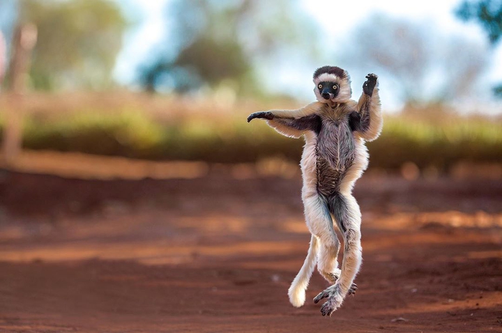 lemur