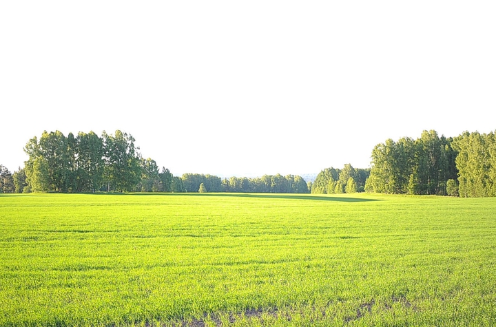 поле
