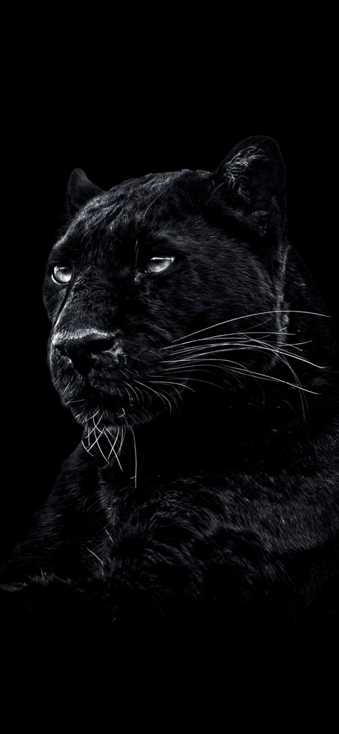 обои cat, Carnivore
