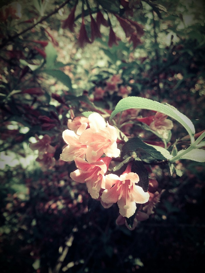 Pink flowers