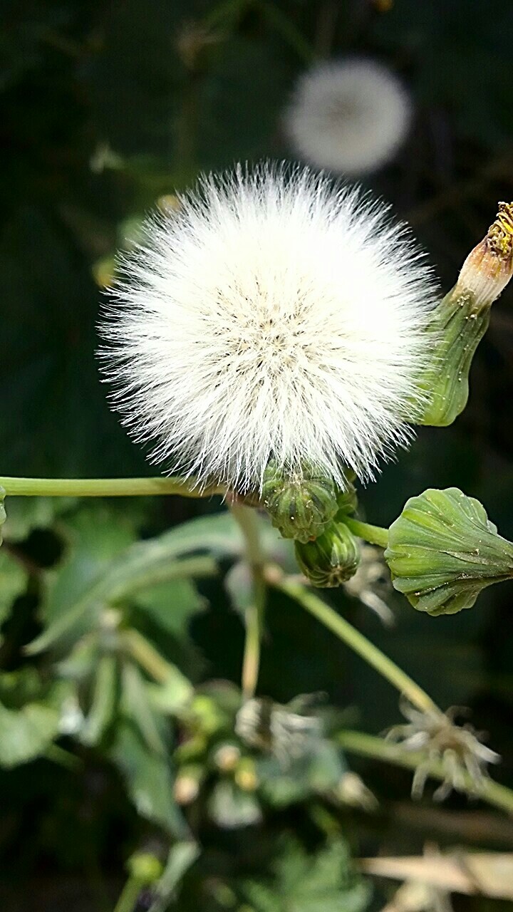 Dandelion flower alone