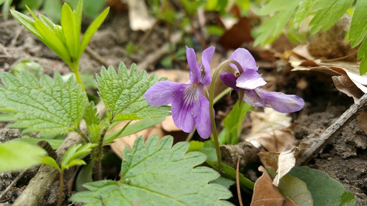 Violet_fiołek