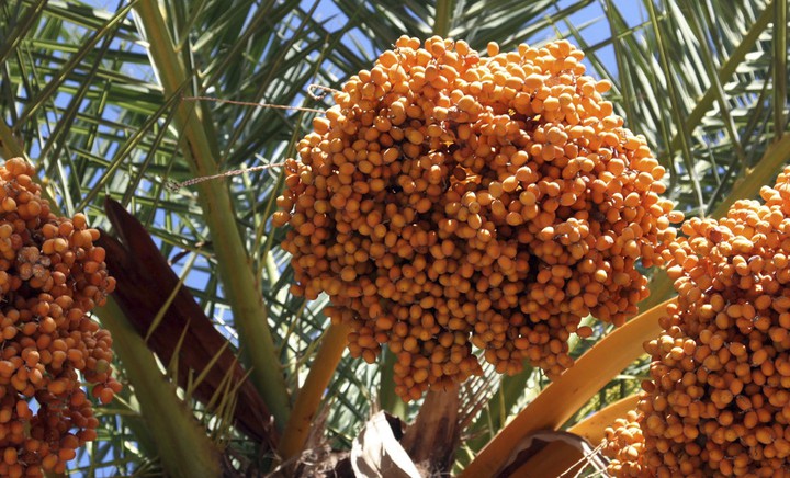 Dates