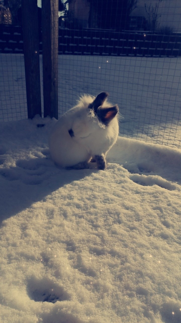 white bunny