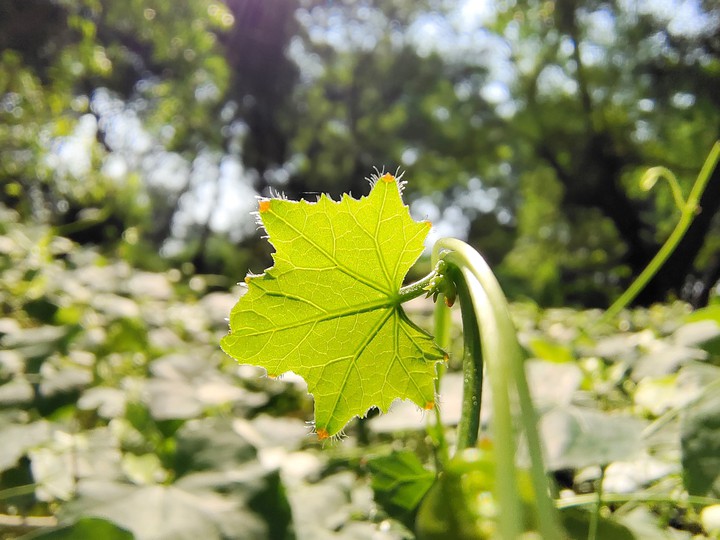 Sunshine Leaf