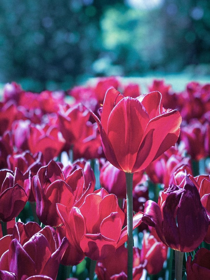 Tulips