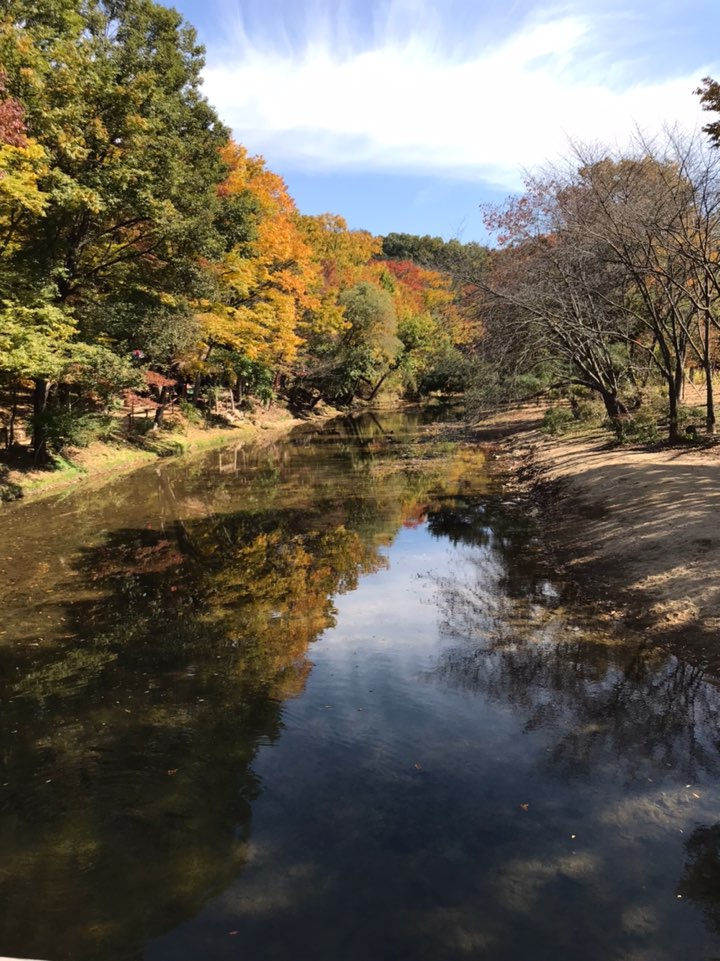 river and tree
