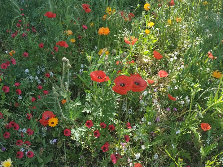 another view flowery meadow