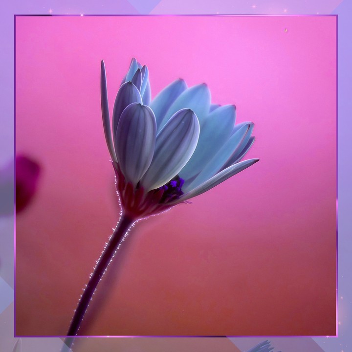 Pink anb Blue flower
