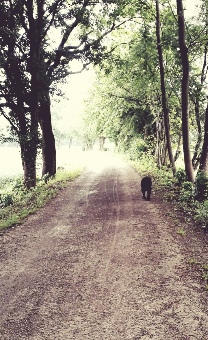 Waldweg